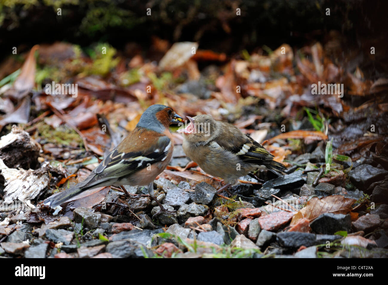 Common Chaffinch (Fringilla coelebs) Banque D'Images