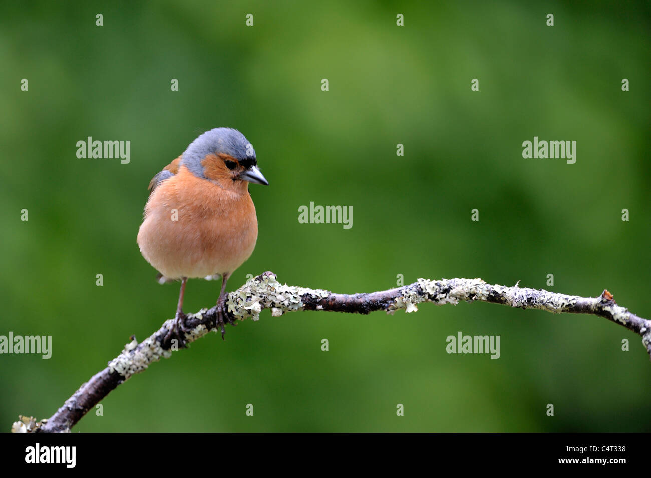 Common Chaffinch (Fringilla coelebs) Banque D'Images