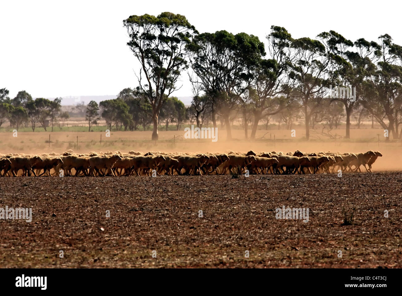 Troupeau de moutons s'exécutant sur des terres agricoles de l'Australie poussiéreux chaud, Western Australia, Australia Banque D'Images