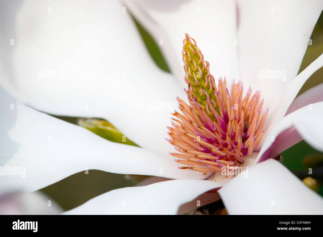 Fleur de magnolia, Close up Banque D'Images