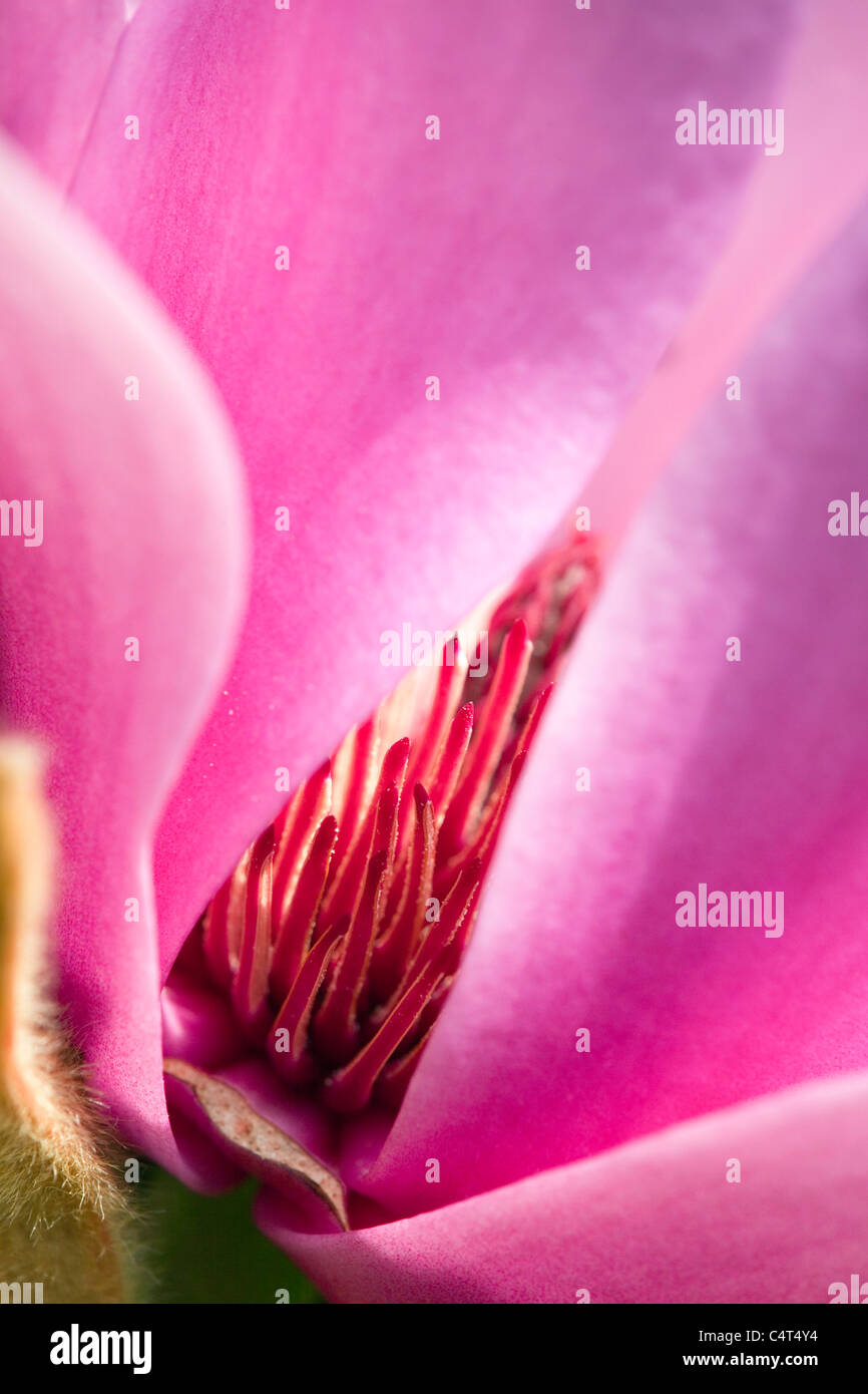 Fleur de magnolia, Close up Banque D'Images