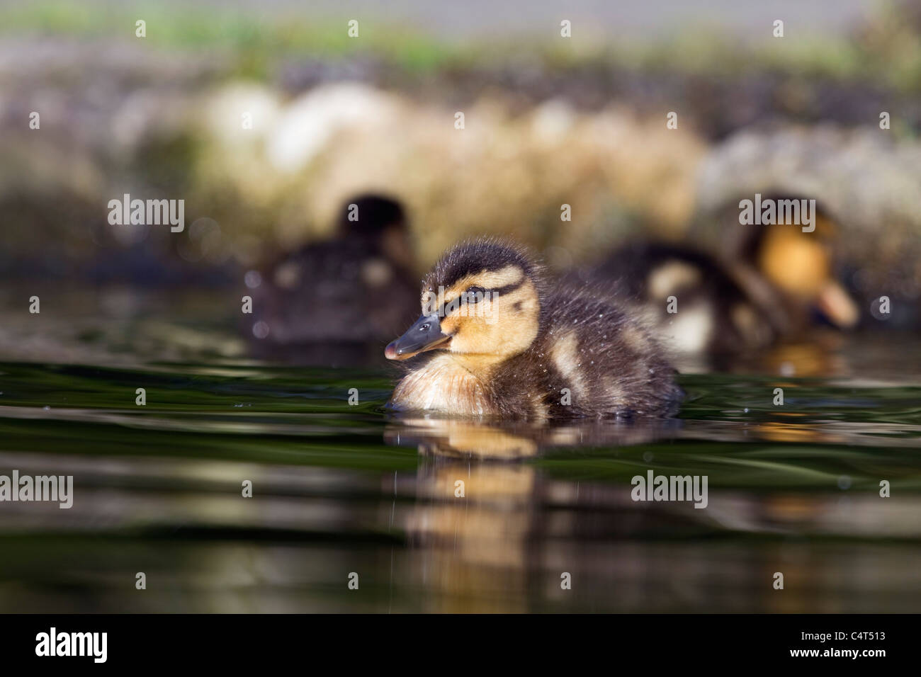 Canard colvert Anas platyrhynchos Canard ; ; Banque D'Images