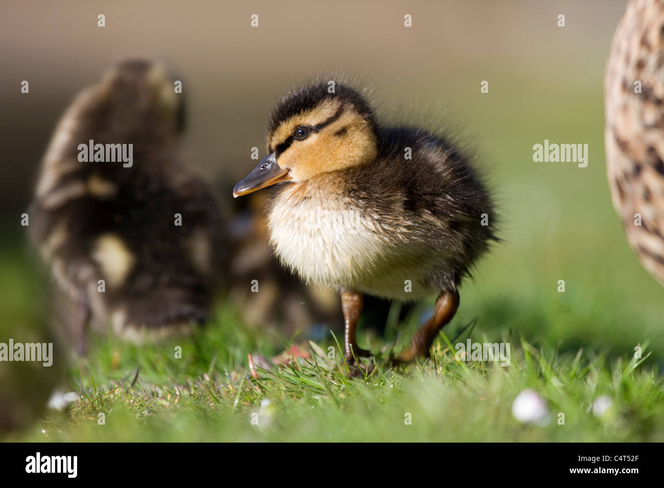 Canard colvert Anas platyrhynchos Canard ; ; Banque D'Images