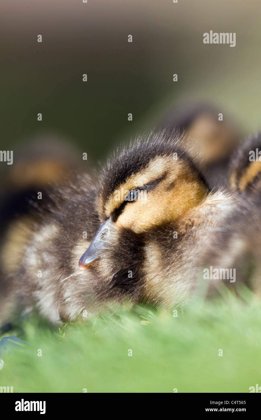 Canard colvert Anas platyrhynchos Canard ; ; Banque D'Images