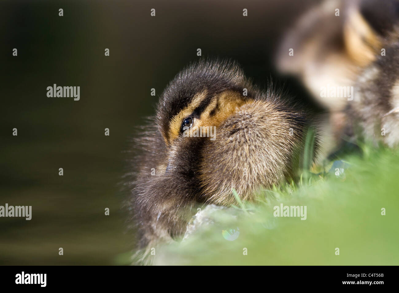 Canard colvert Anas platyrhynchos Canard ; ; Banque D'Images