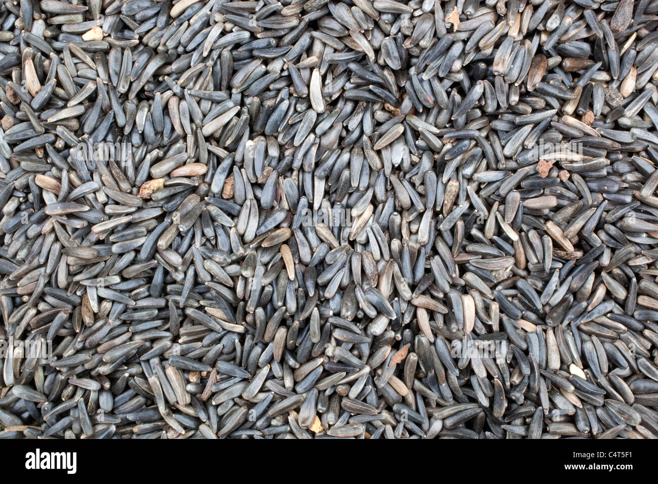 Noug Banque D'Images