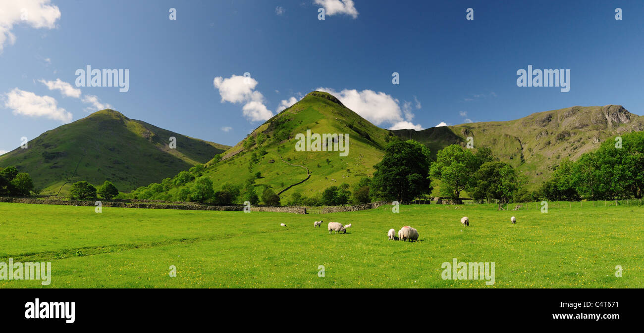 Vue d'été de fells champs et campagne dans le Lake District Banque D'Images