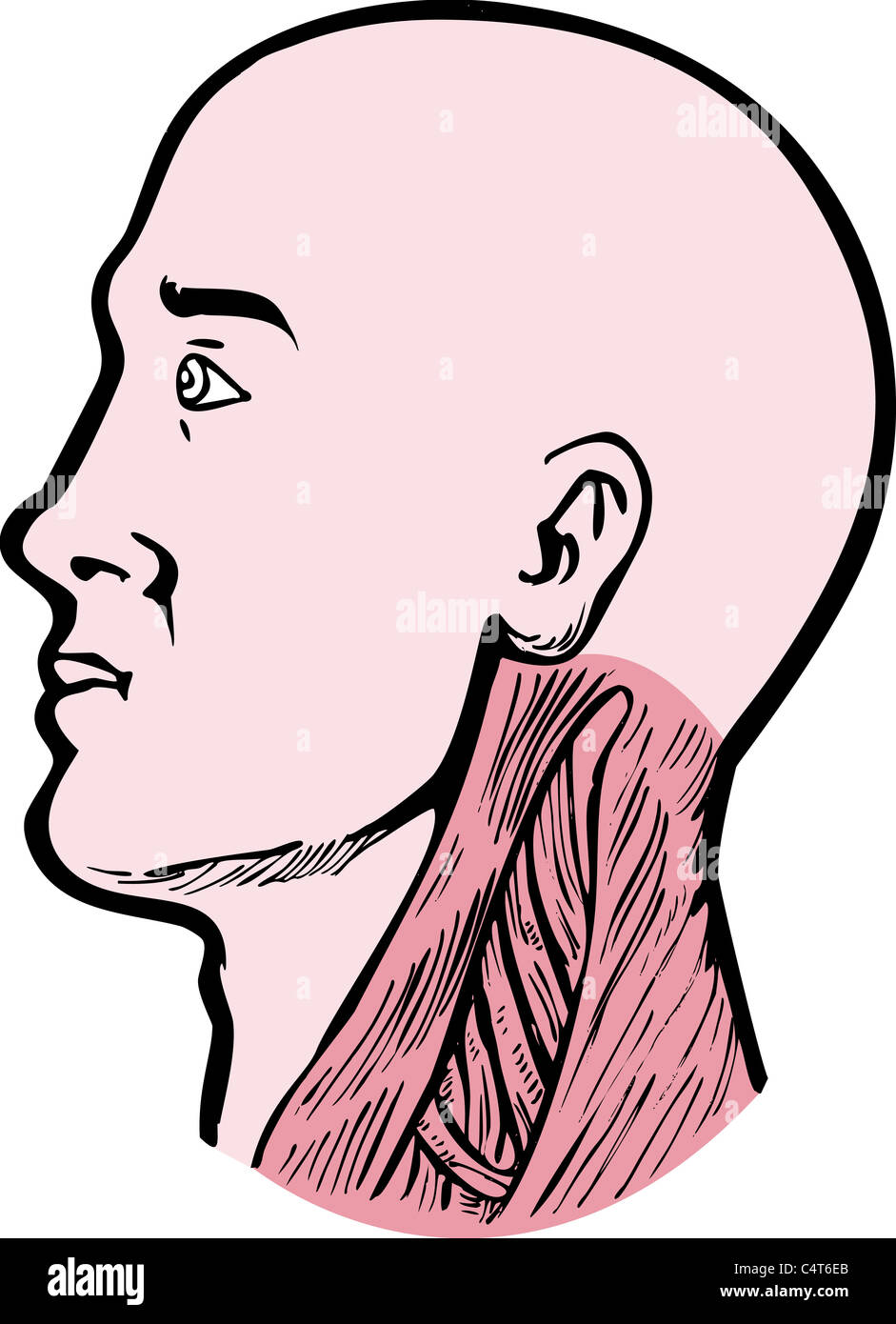 Illustration d'une tête humaine face vers la gauche montrant les muscles du cou, le sterno-cléido-mastoïdien trapèze supérieur et Scalenes humain isolé sur fond blanc Banque D'Images