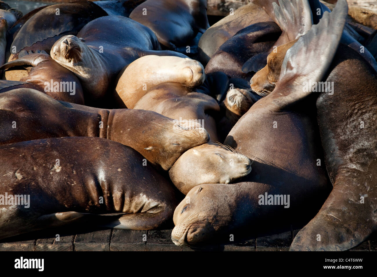 Les Lions de mer dormir sur dock, Fisherman's Wharf, Pier 39, San Francisco Banque D'Images