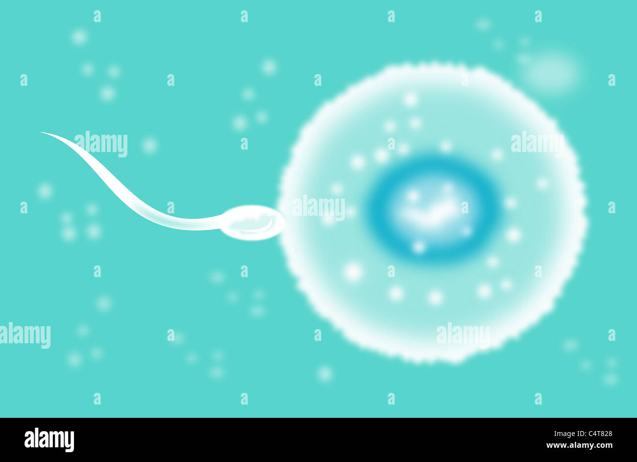 Illustration d'un spermatozoïde fertiliser un ovule Banque D'Images
