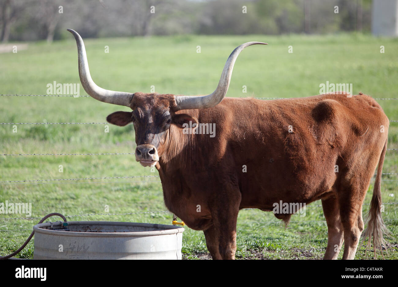 Une vache Texas Longhorn Banque D'Images