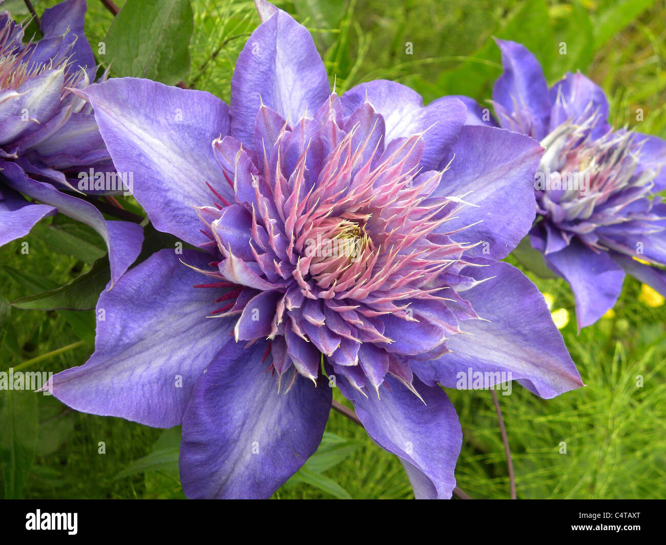 Bleu nuit, Clematis Clematis Flower Banque D'Images