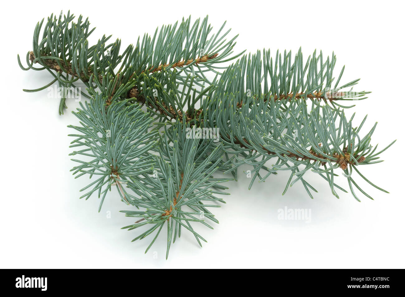 Blue spruce (Picea pungens Glauca Globosa), des rameaux. Studio photo sur un fond blanc. Banque D'Images