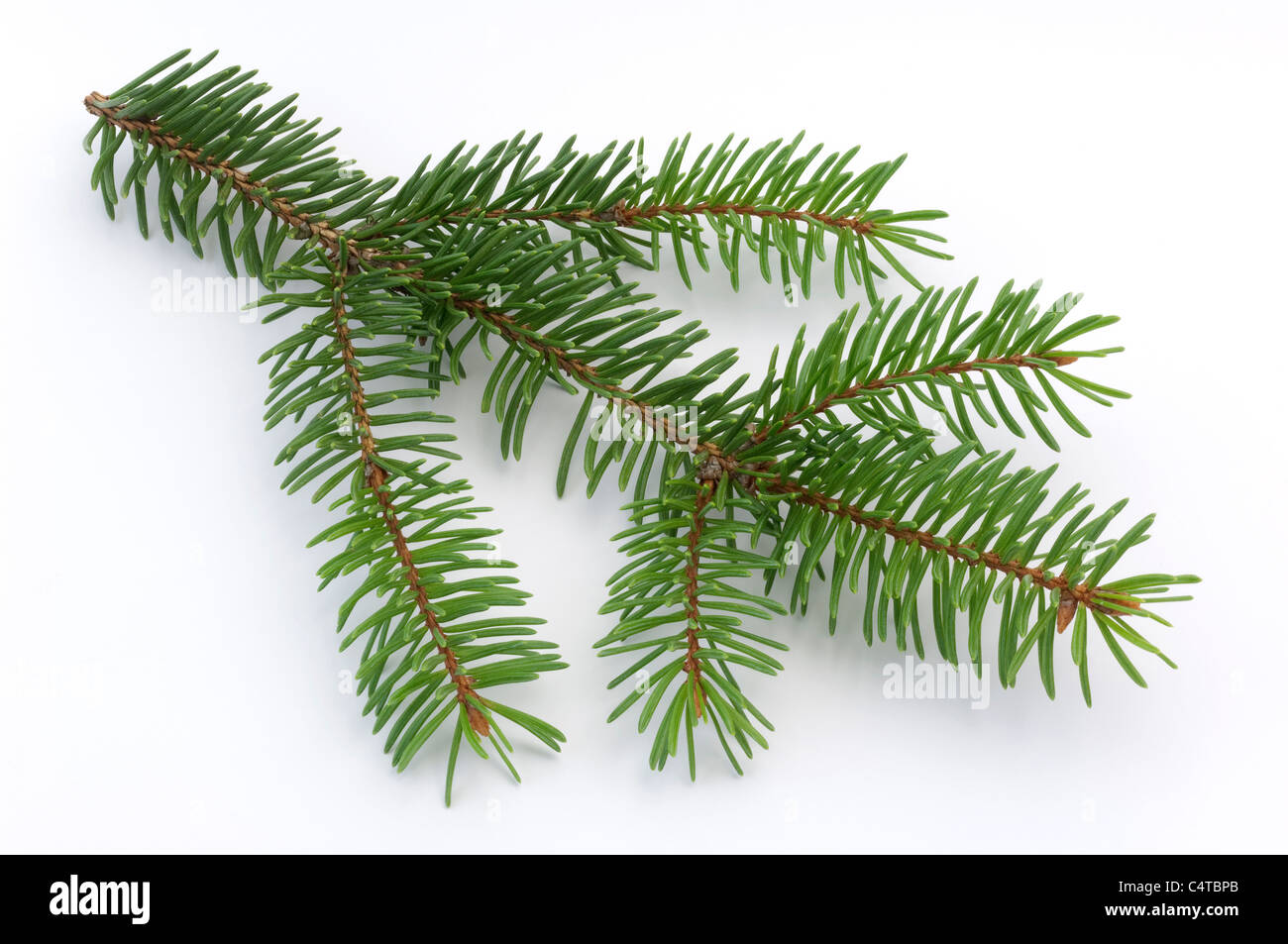 Blue spruce (Picea pungens), des rameaux. Studio photo sur un fond blanc. Banque D'Images