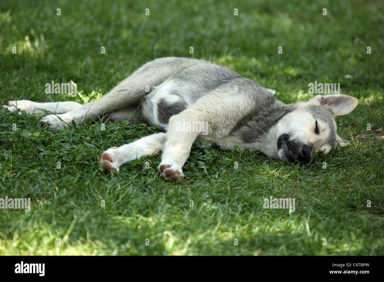 Mignon chien dormir sur l'herbe Banque D'Images