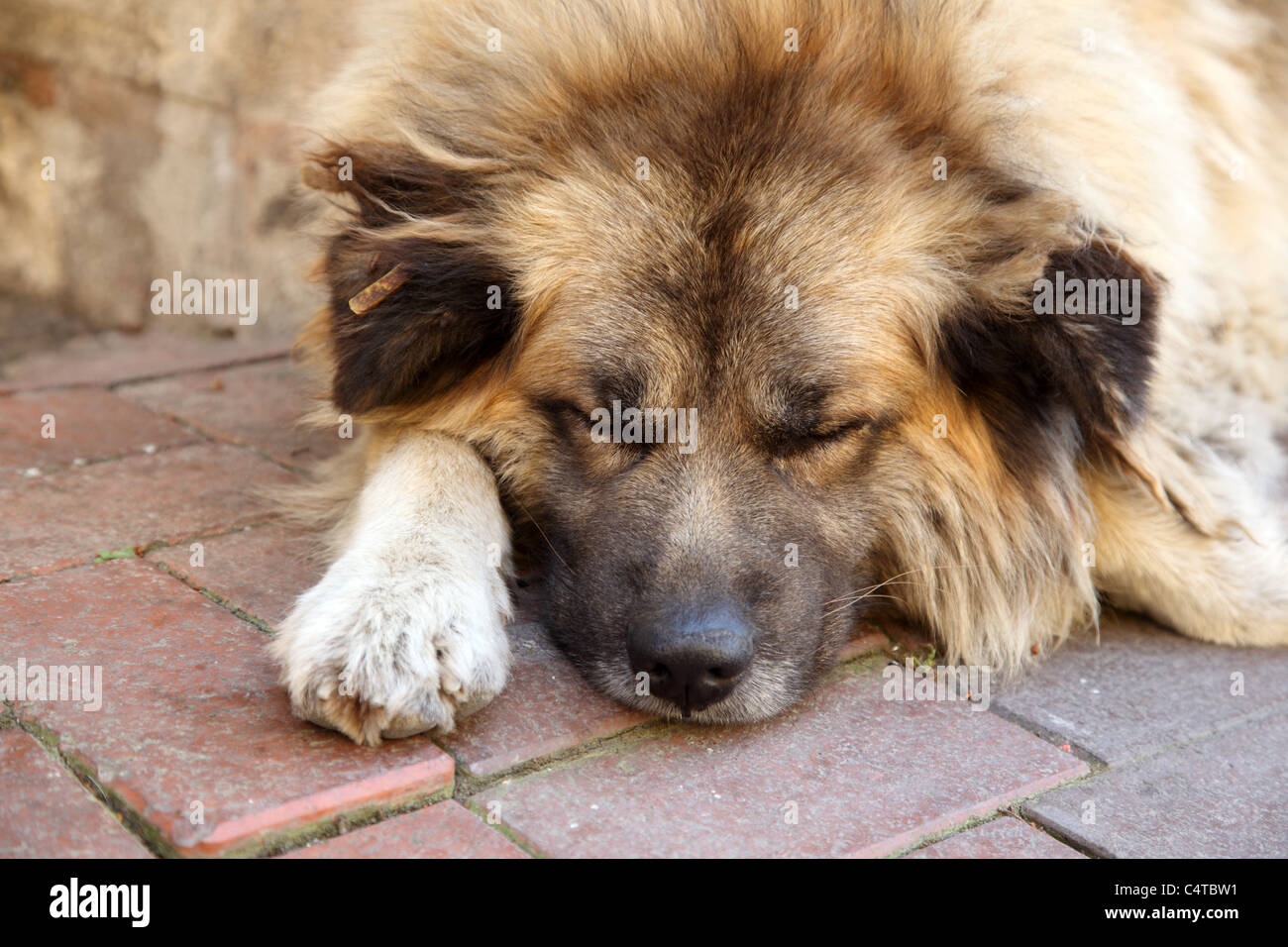 Mignon chien dormant sur le trottoir Banque D'Images