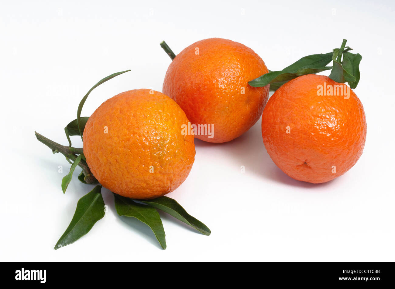 Clémentine (Citrus deliciosa), fruits mûrs, studio photo. Banque D'Images