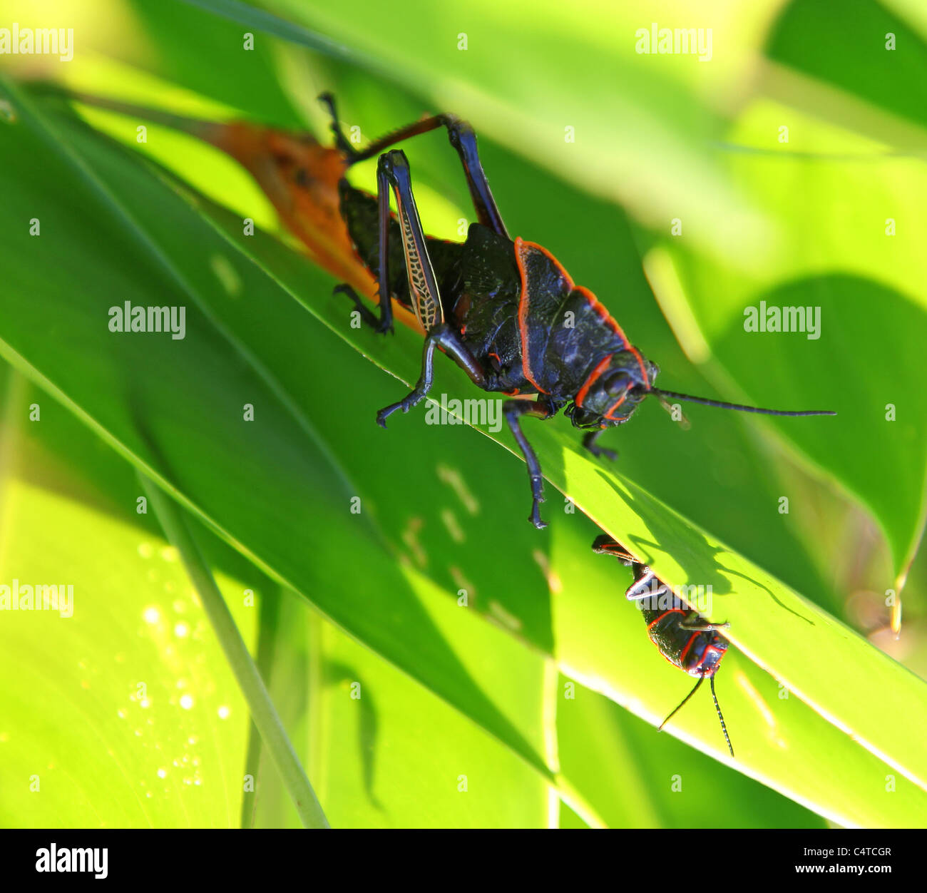 Un cheval rouge et noir Lubber Grasshopper ou cricket, Costa Rica, Amérique centrale Banque D'Images