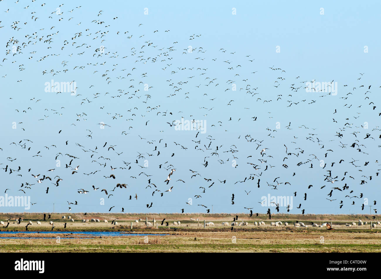 Le nord de sociable (Vanellus vanellus) troupeau, en vol, les marais nord du Kent, à l'île de Sheppey, Kent, Angleterre, Janvier Banque D'Images