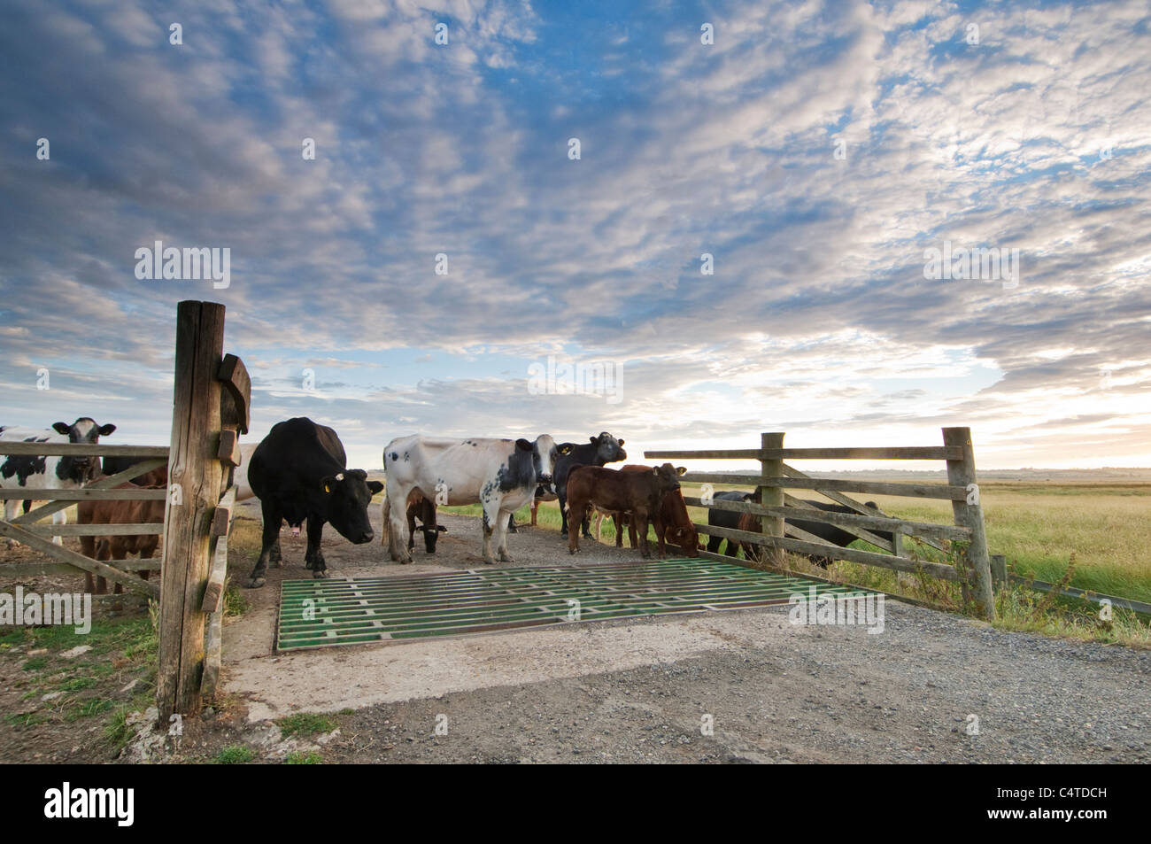 Debout à côté du bétail bétail profil au lever du soleil, les marais, Elmley Marais nord du Kent, à l'île de Sheppey, Kent, Angleterre, juillet Banque D'Images