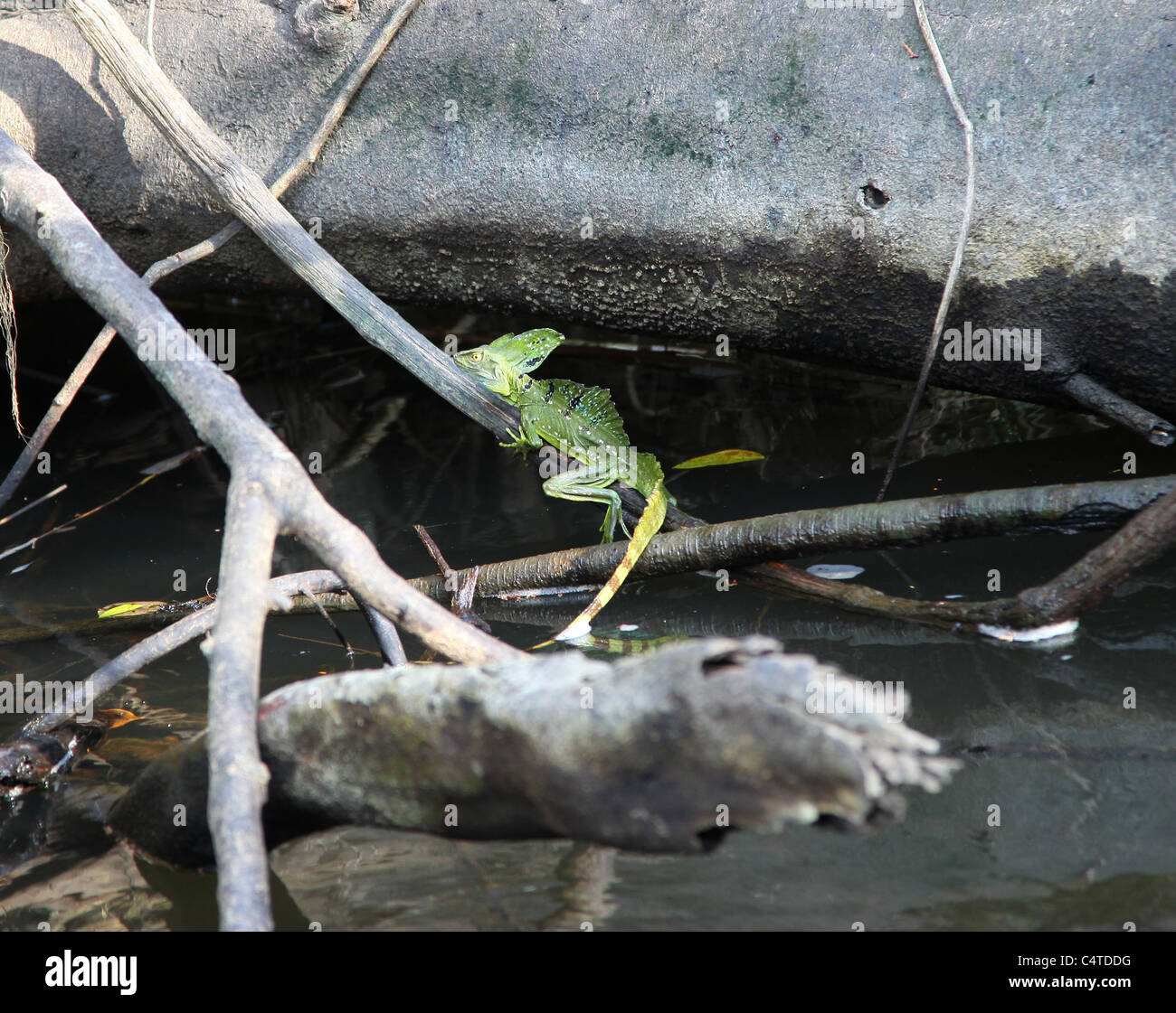 Jésus Christ ou lézard Basiliscus basiliscus commun (basilic), Parc National de Tortuguero Costa Rica Amérique Centrale Banque D'Images