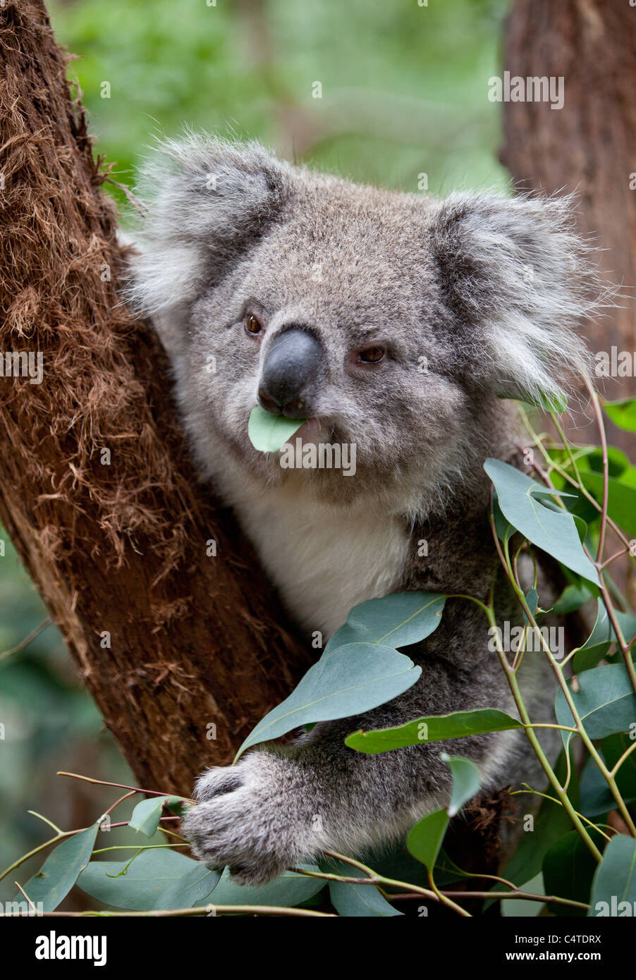 Koala Banque D'Images