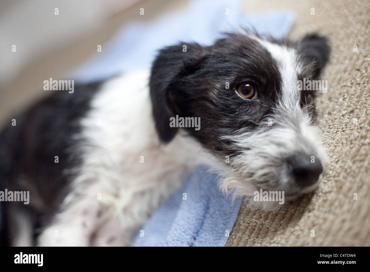 Un chien noir et blanc dort sur le tapis à côté d'un bol jaune Banque D'Images