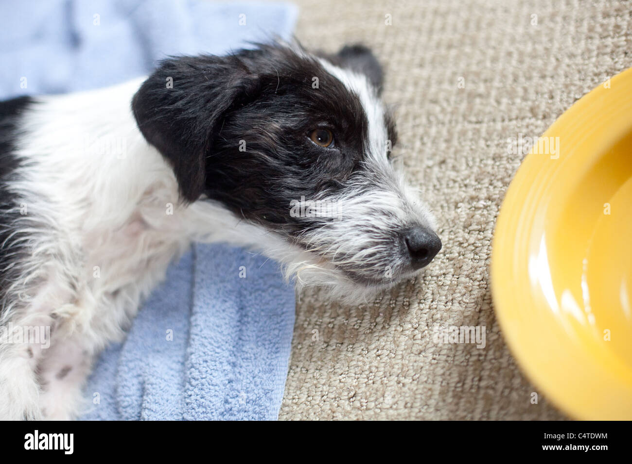 Un chien noir et blanc dort sur le tapis à côté d'un bol jaune Banque D'Images