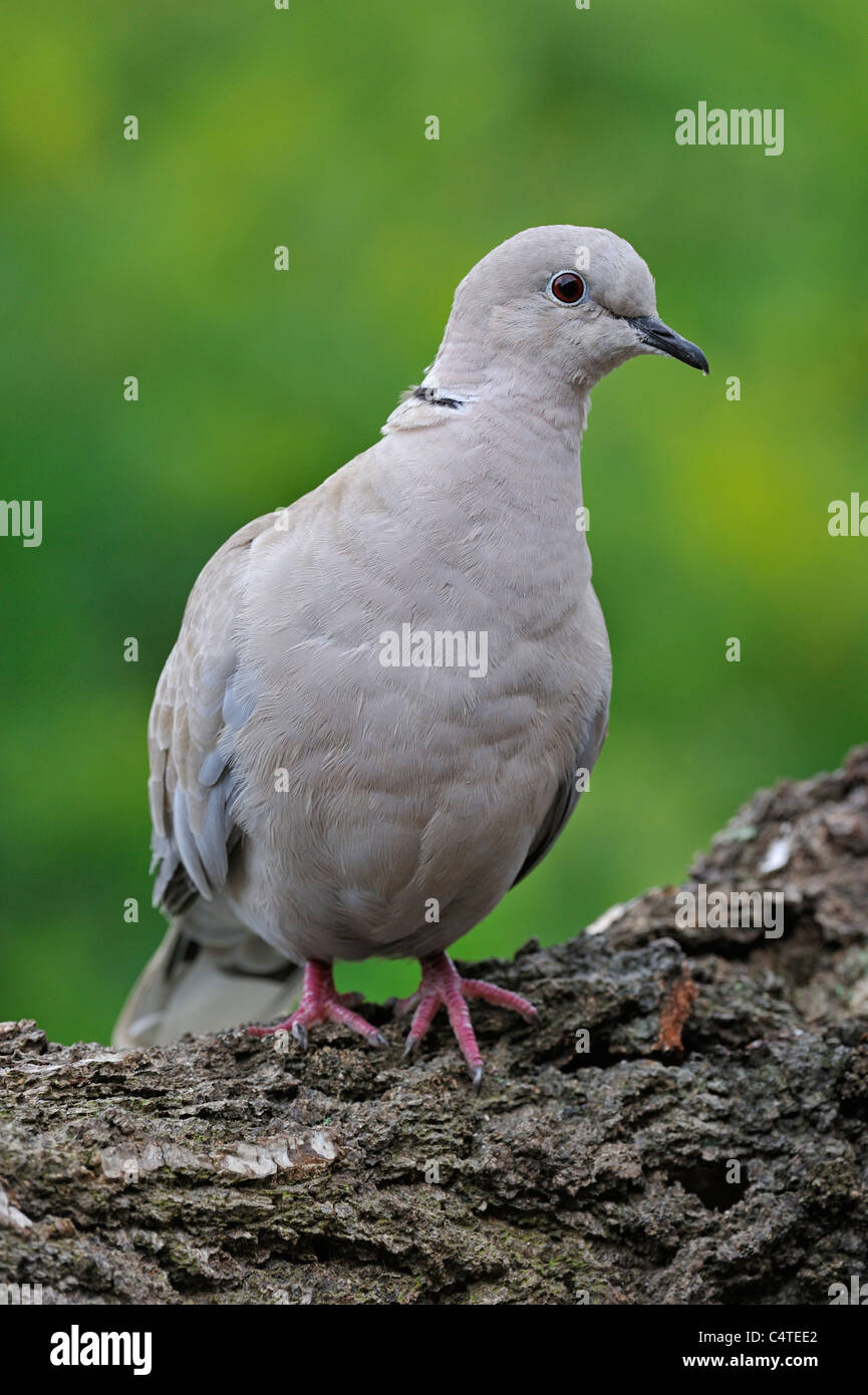Grèbe huppé (Streptopelia decaocto) sur le tronc de l'arbre dans le parc, Belgique Banque D'Images