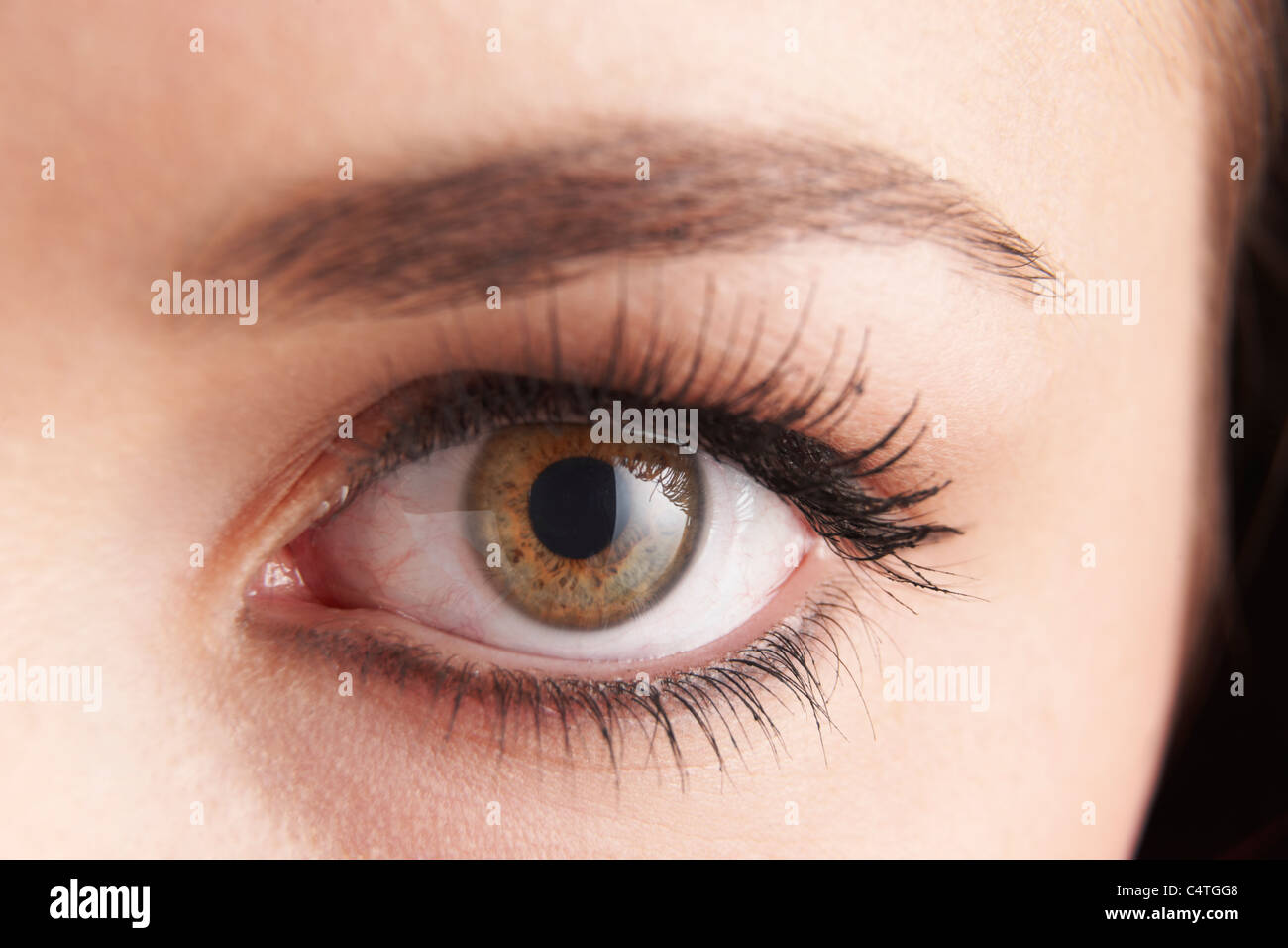 Close up of womans œil brun avec de faux cils de l'œil Banque D'Images