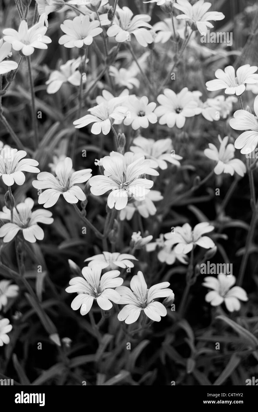 Fleurs sauvages sur les prairies alpines Banque D'Images