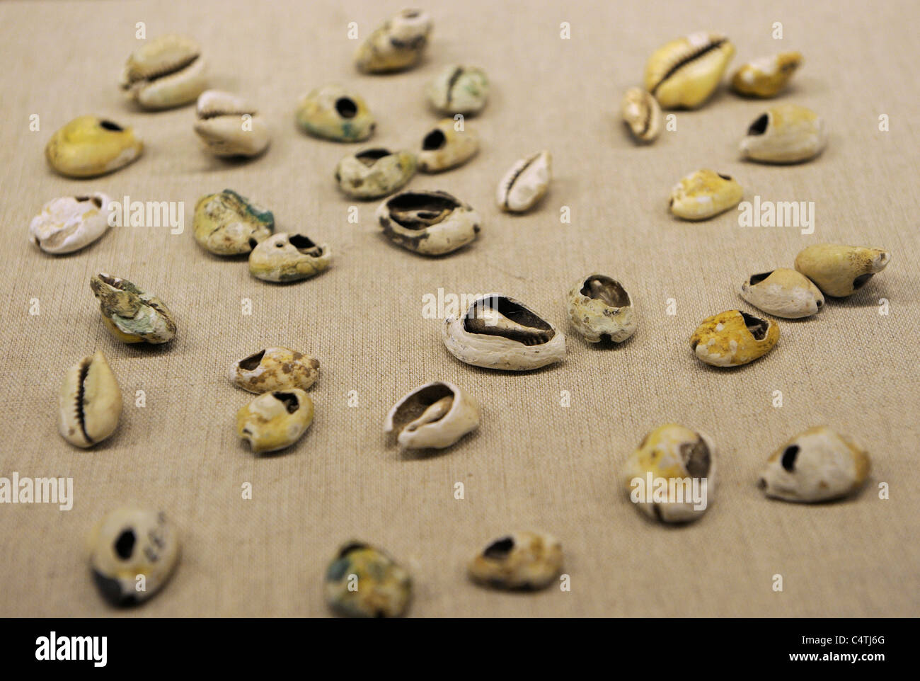 Pièces en shell le Musée d'histoire de Shaanxi, au centre-ouest du dynastie Zhou. Banque D'Images