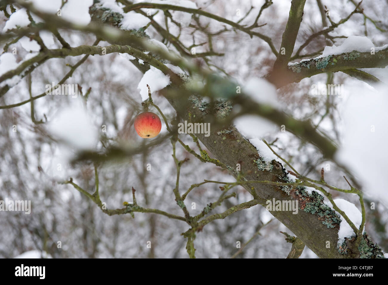 Seul apple sur snow-covered tree Banque D'Images