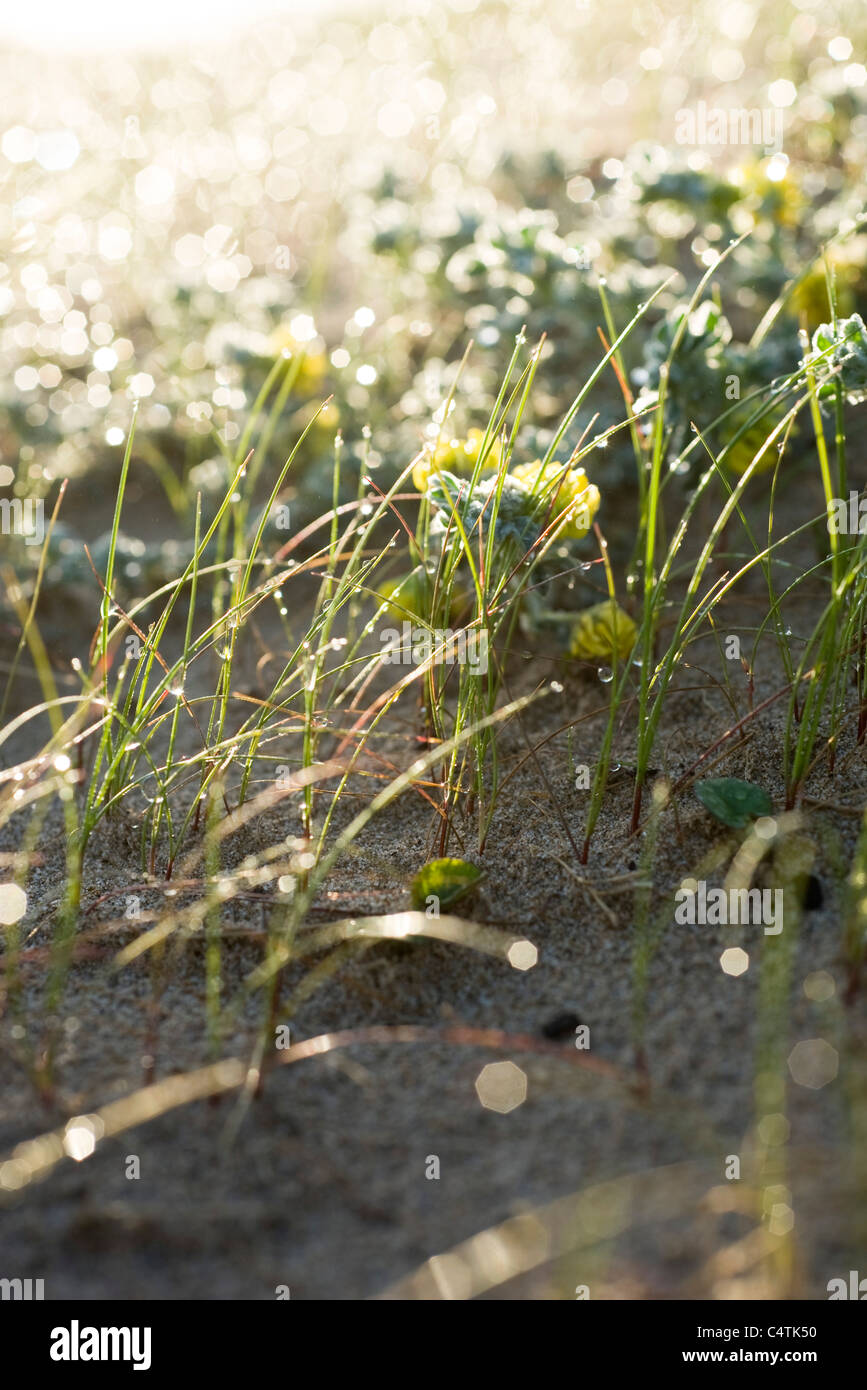 Rosée du matin dans l'herbe Banque D'Images