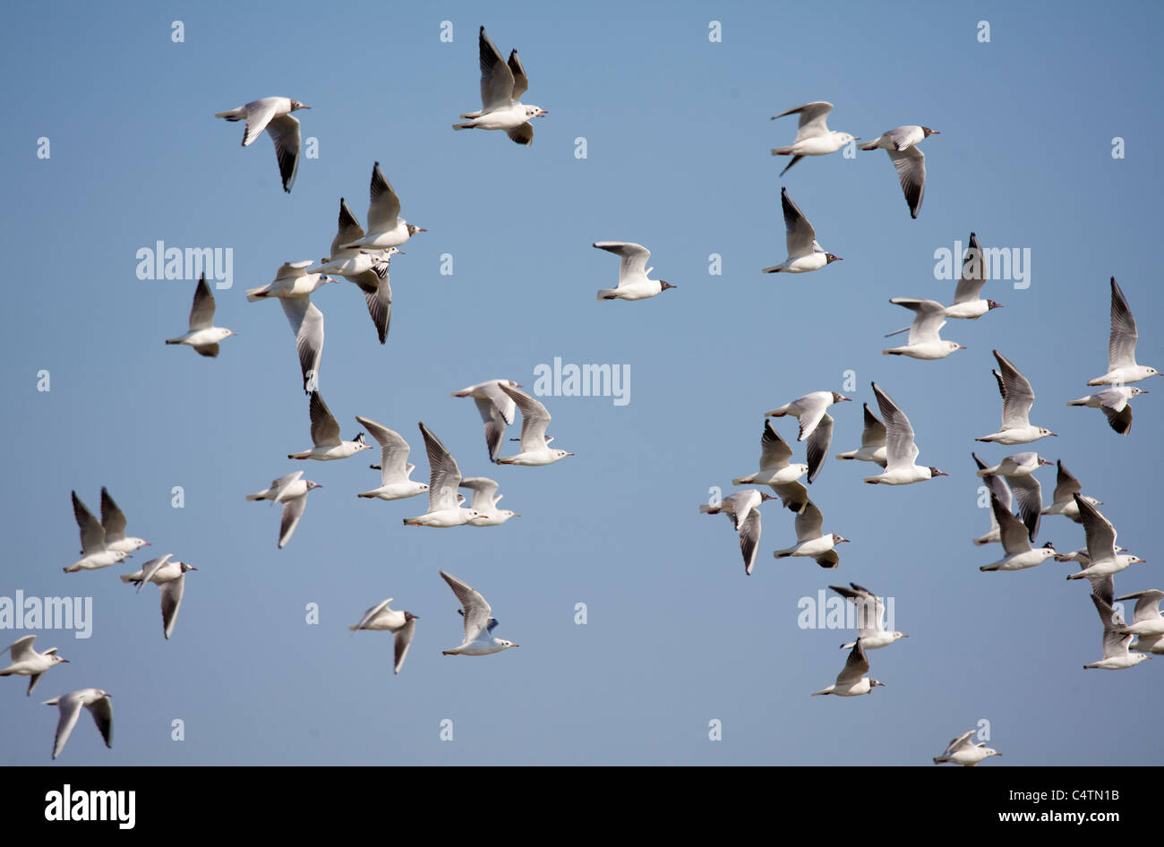 Les goélands à tête noire - Chroicocephalus ridibundus- battant, Aiguamolls de l'Empordà le parc naturel, Costa Brava Girona, Espagne Banque D'Images