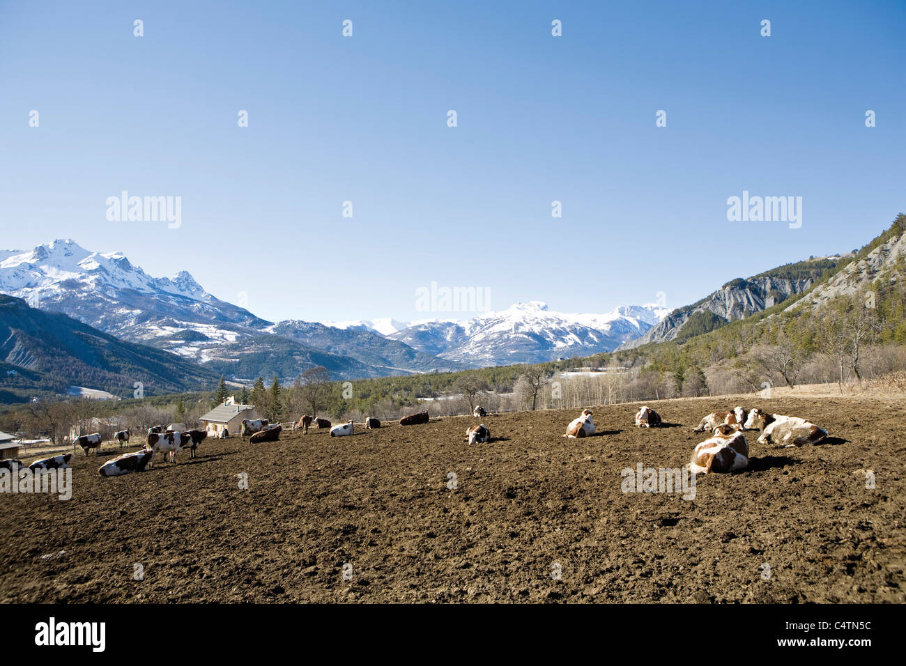 Le bétail dans les pâturages de montagne Banque D'Images