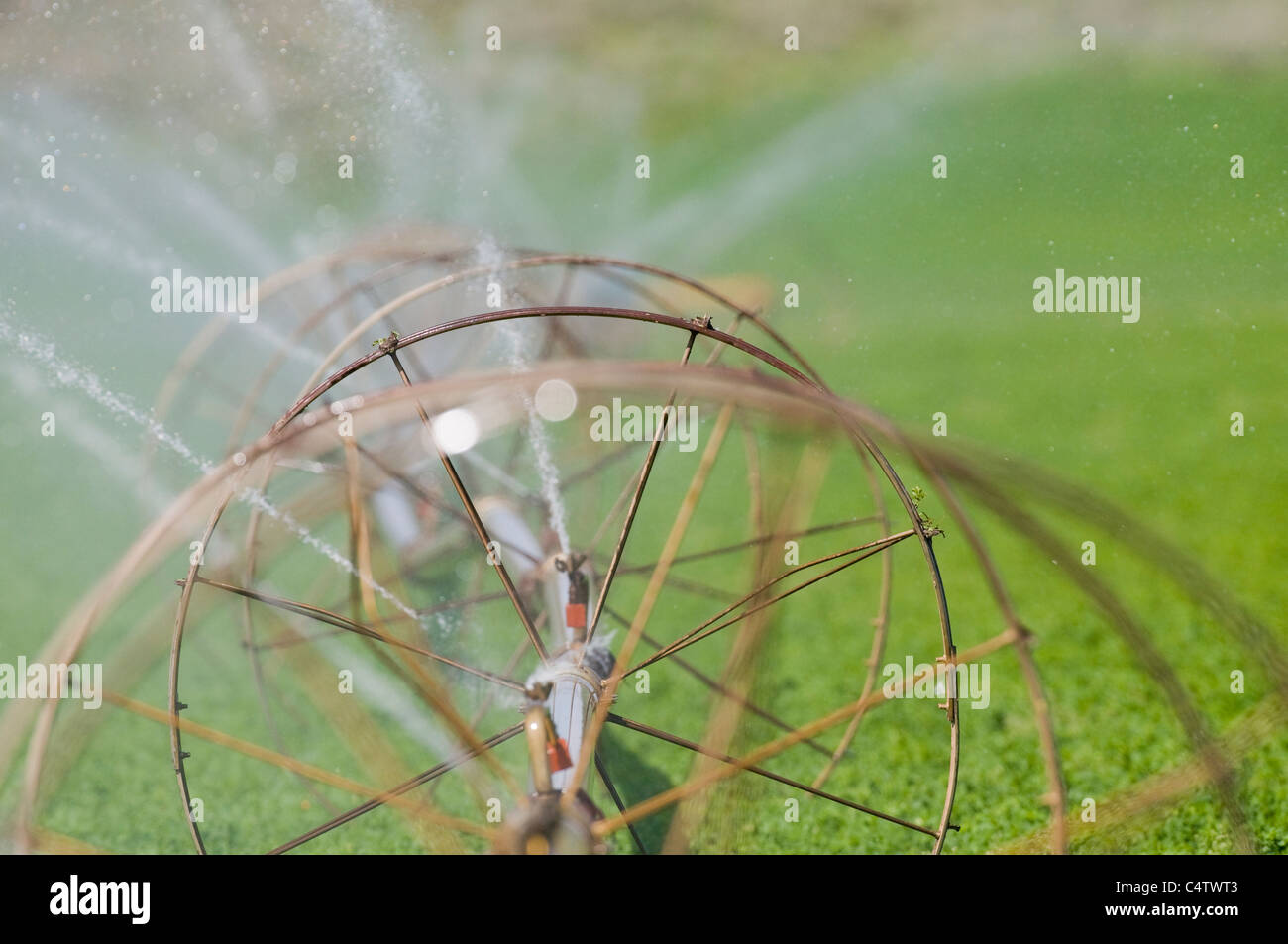 L'irrigation par aspersion en Idaho champ de luzerne Banque D'Images