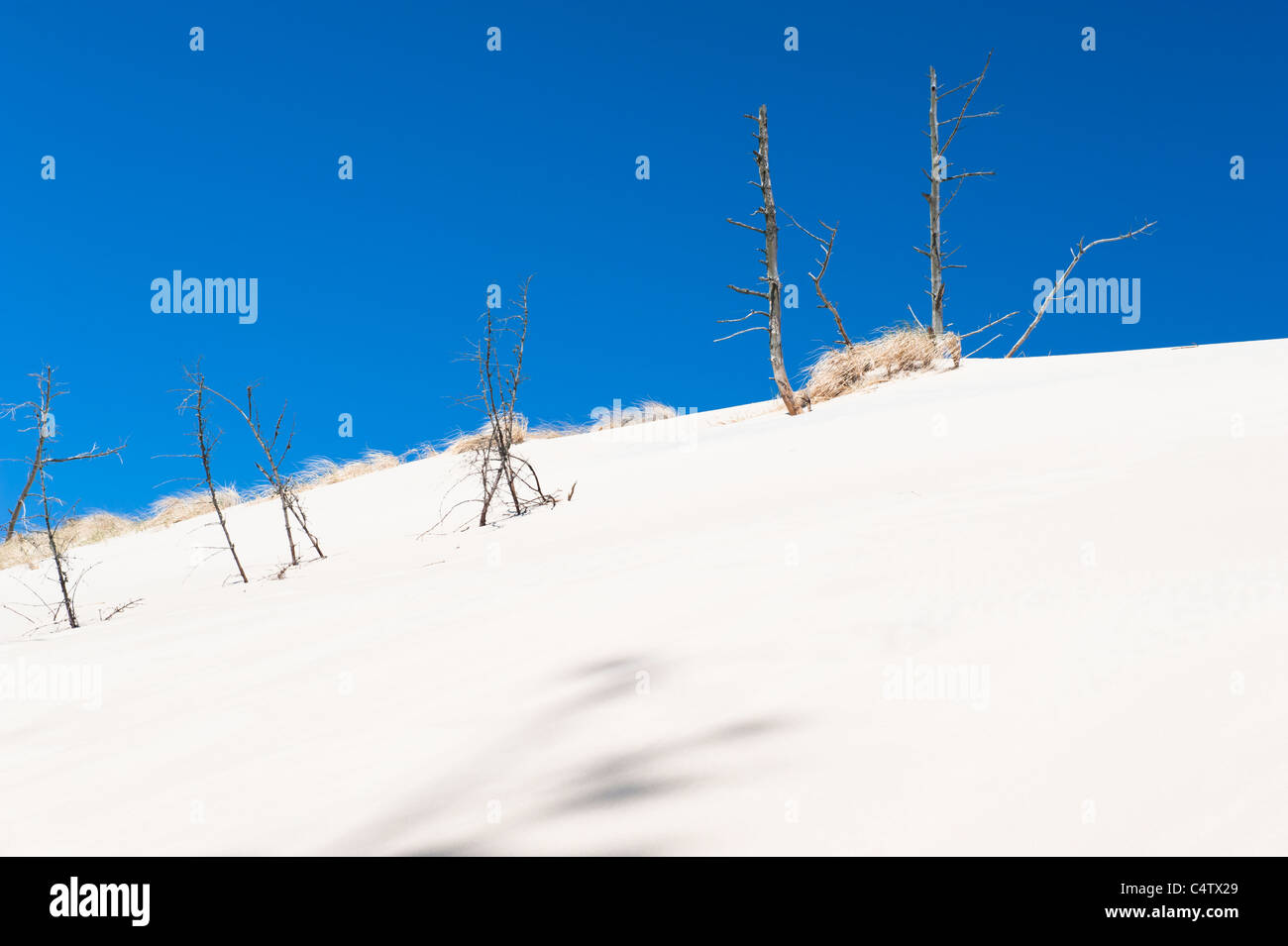 Dunes de sable dans le Parc National Słowiński, Pologne Banque D'Images