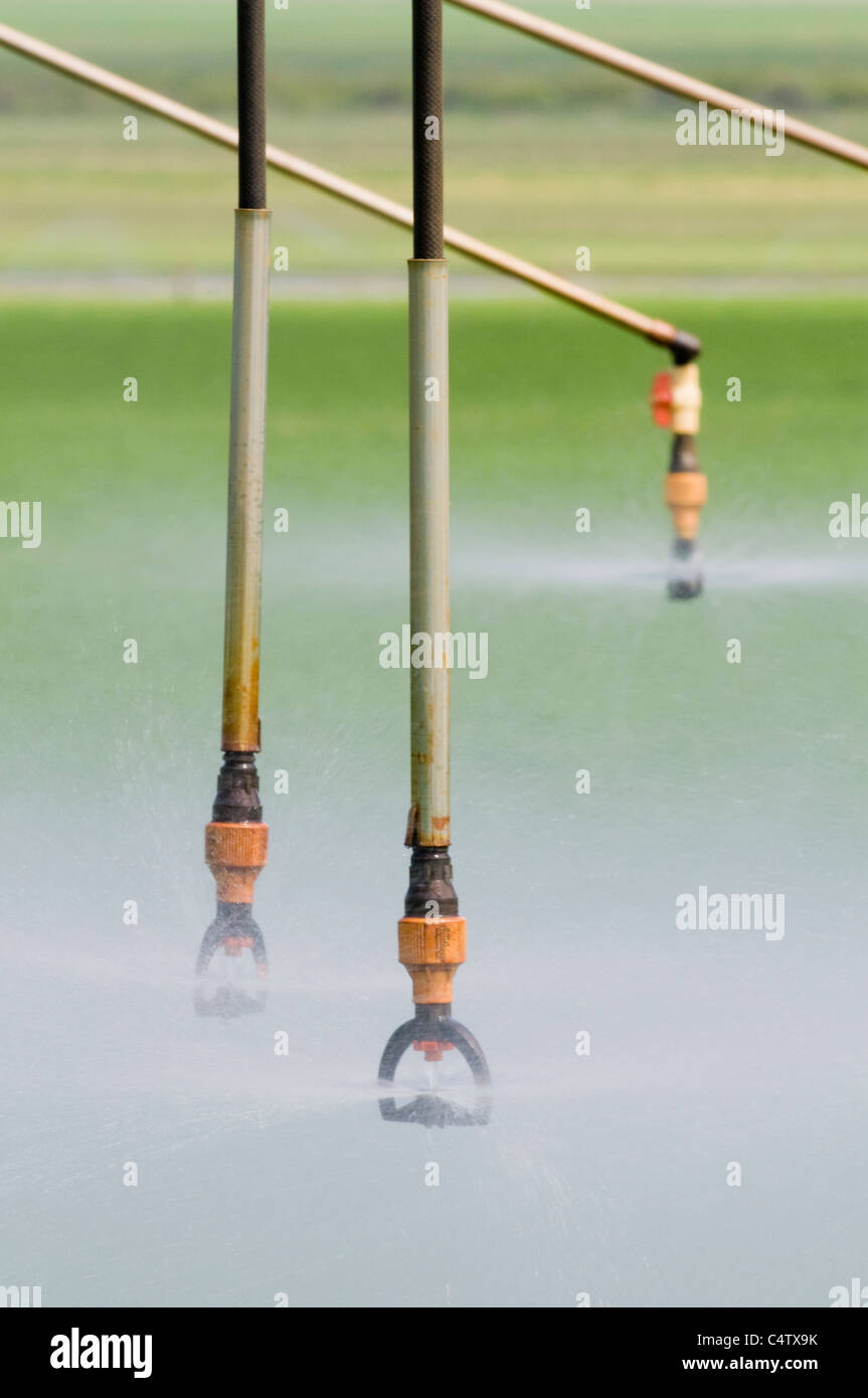 Tête de sprinkleur à faible débit à pivot central sur la ligne agricole dans le sud de l'Idaho sprinkleur Banque D'Images