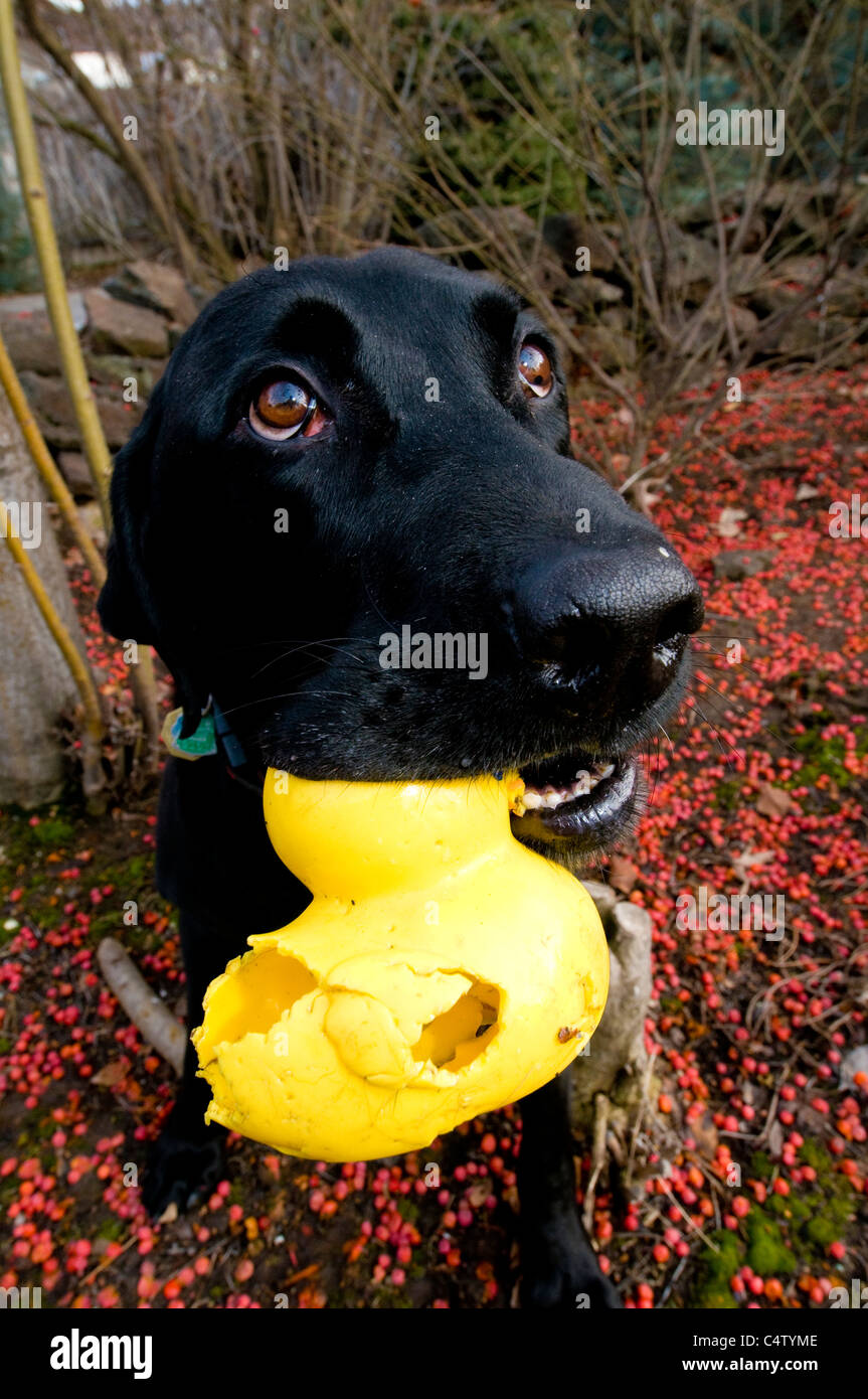 Labrador noir avec canard Banque D'Images