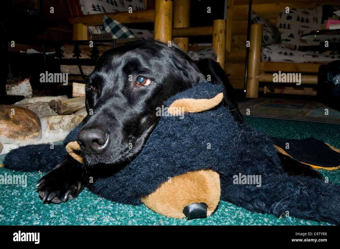 Labrador noir portant sur l'ours en peluche tapis Banque D'Images