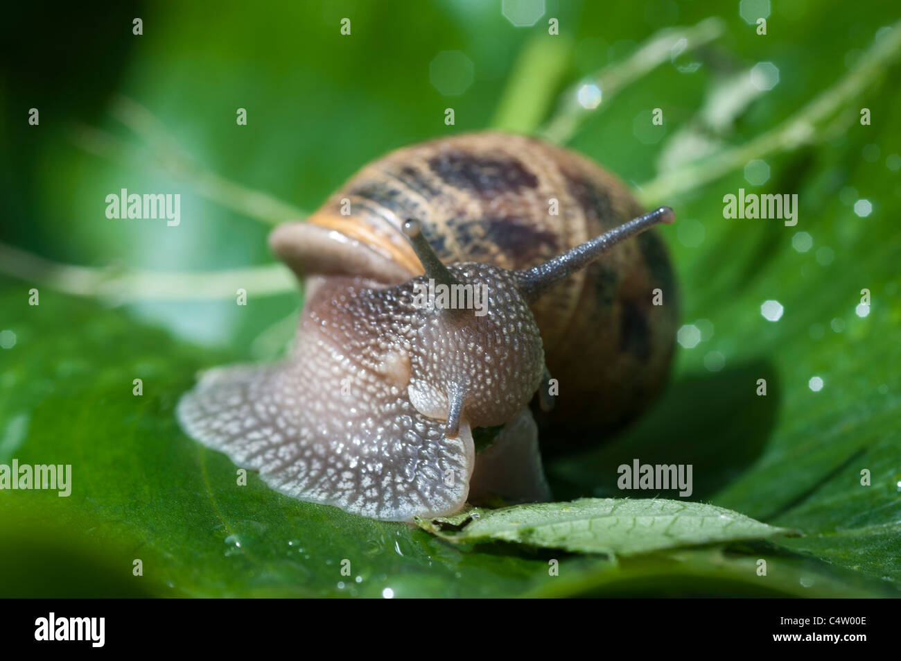 Jardin commun Snail-Helix Aspersa-close-up,Surrey, Royaume-Uni Banque D'Images