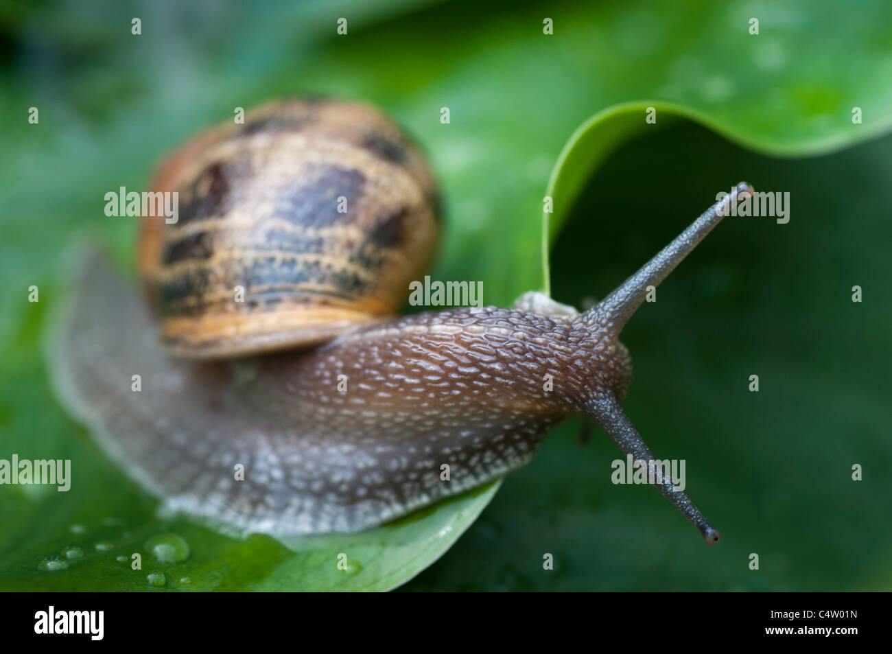 Jardin commun Snail-Helix Aspersa-close-up,Surrey, Royaume-Uni Banque D'Images