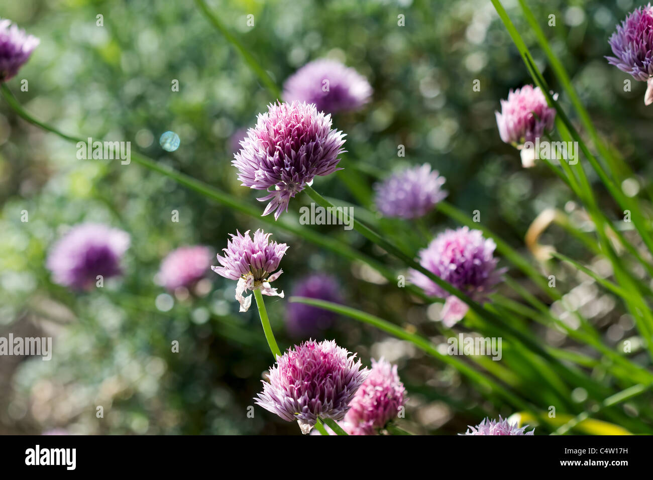 Gros plan de fleurs de l'ail chinois Banque D'Images