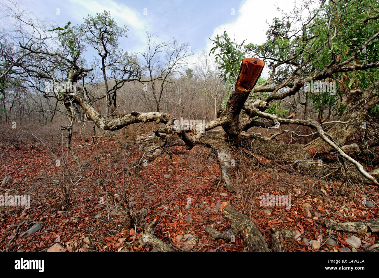 Une forêt sauvage et l'habitat un arbre tombé dans la Réserve de tigres de Ranthambore, le Rajasthan en Inde. Banque D'Images