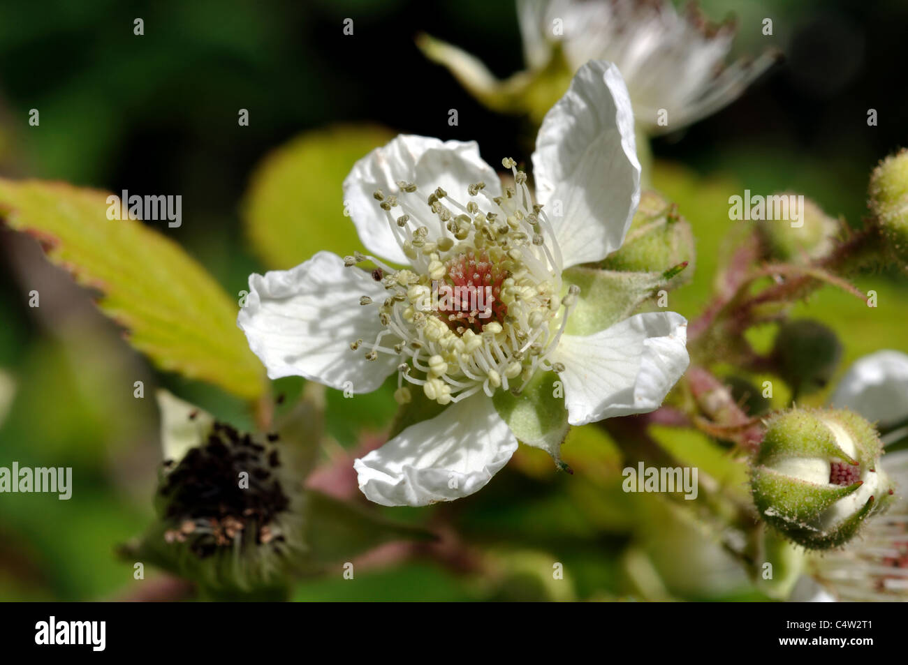 Fleur de ronce, Rubus fruticosus Banque D'Images