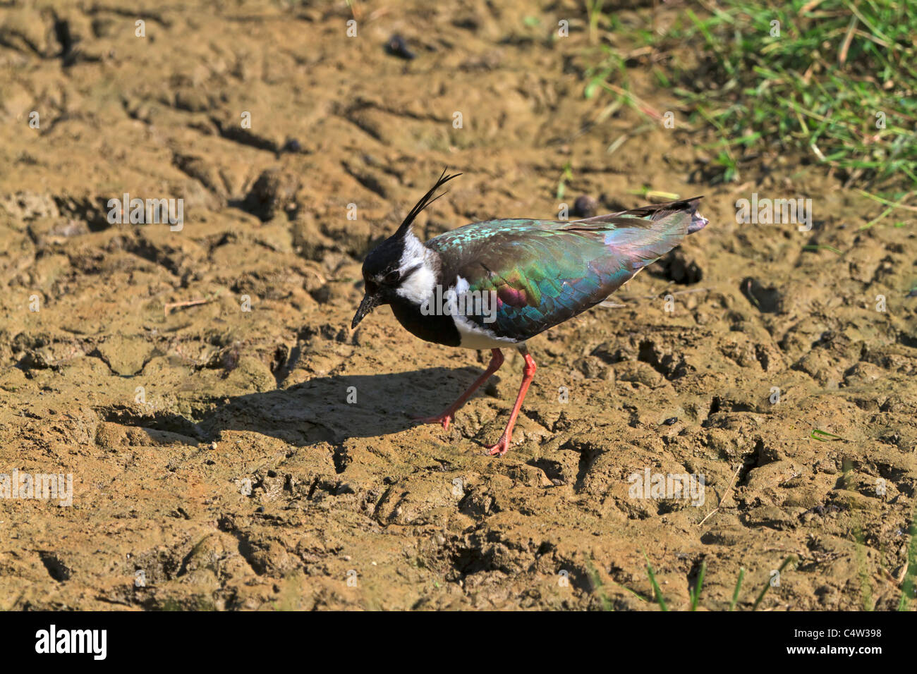 Sociable Vanellus vanellus, du nord. D'échassiers migrateurs se reproduit sur les terres cultivées et les vasières. Banque D'Images