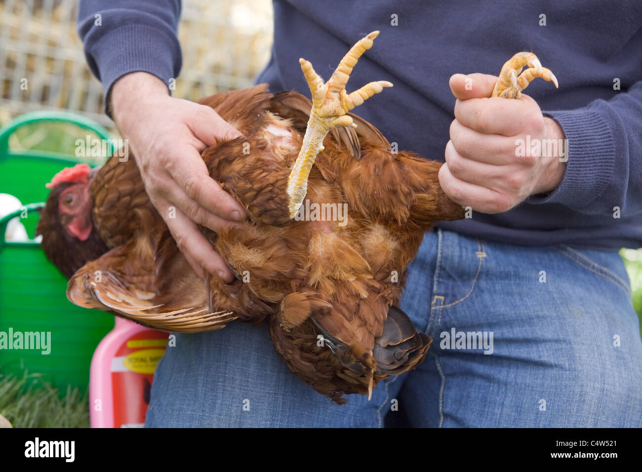 Contrôle de l'état d'une peau de poulet pour s'assurer qu'il est un oiseau heureux et en bonne santé et exempts de poux Banque D'Images