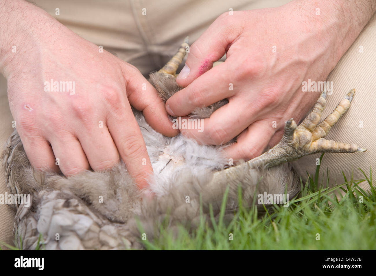 Contrôle de l'état d'une peau de poulet pour s'assurer qu'il est un oiseau heureux et en bonne santé et exempts de poux Banque D'Images