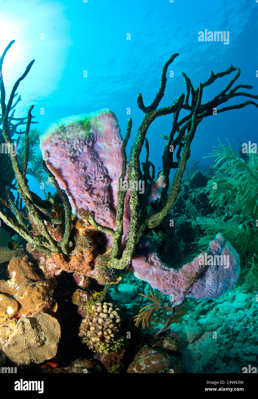 Les récifs coralliens au large de la côte de Roatan Honduras Banque D'Images